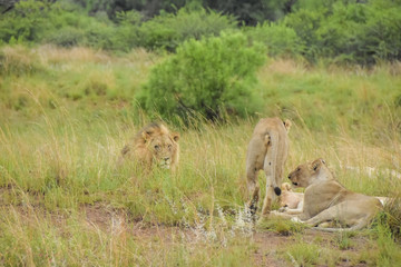 lions resting after kill