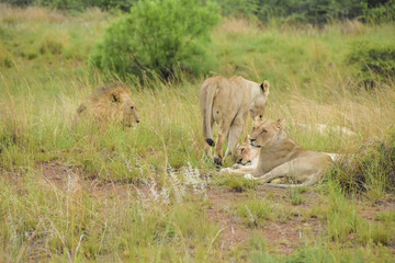 lions resting after kill