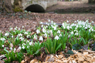 white snowdrop flowers in spring
