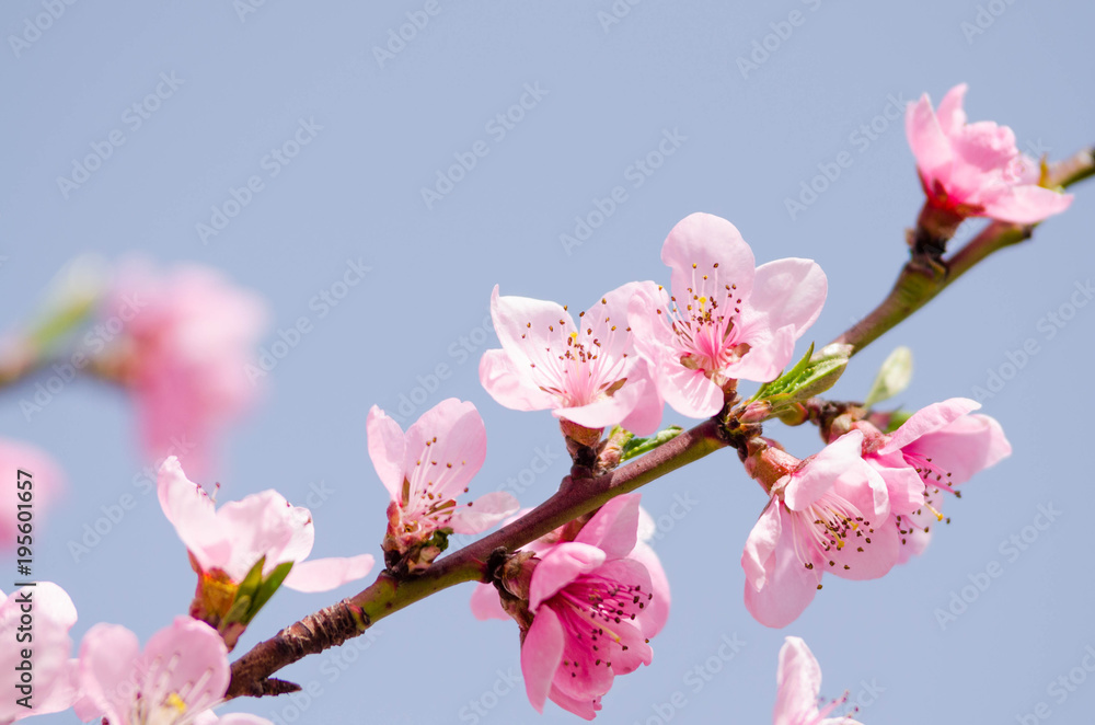 Sticker peach blossom flowers