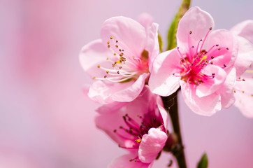 Naklejka na ściany i meble peach blossom flowers
