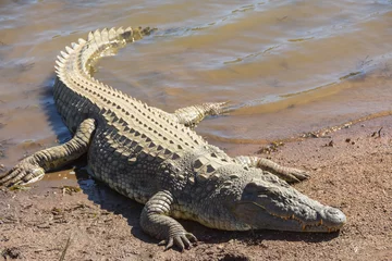 Fototapeten crocodile resting on the banks of a dam © Vladan