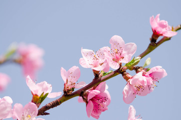 peach blossom flowers