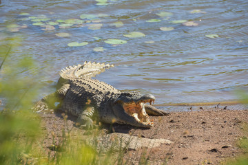 crocodile resting on the banks of a dam