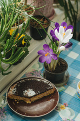 Obraz na płótnie Canvas Spring flowers purple crocuses and cake on a table by the window in the rays of the morning sun.