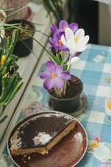 Spring flowers purple crocuses and cake on a table by the window in the rays of the morning sun.