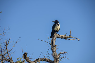 pied crow perched
