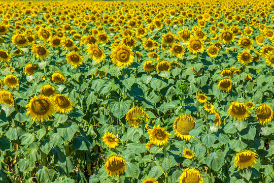 Sunflowers field on the sun