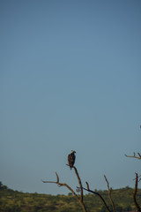 Obraz premium osprey bird perched