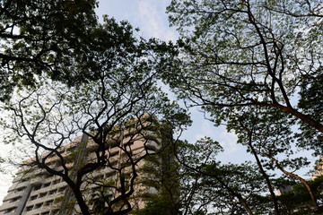 The Tree with the building