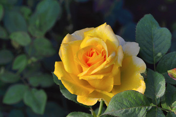 Yellow hybrid tea Rose near Pune, Maharashtra