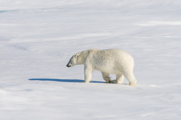 Polar bear on the pack ice