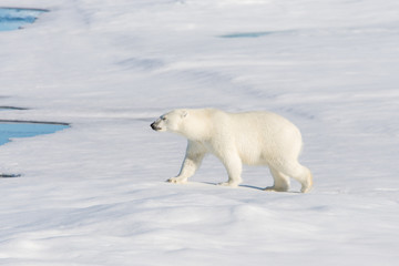 Obraz na płótnie Canvas Polar bear on the pack ice