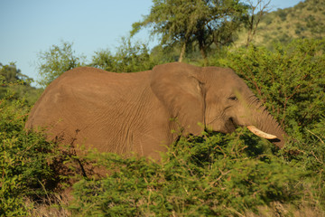 elephant walking and eating