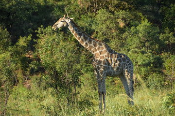 giraffe standing , early morning