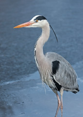 Portrait of an adult gray heron in a breeding dress on ice, The Netherlands