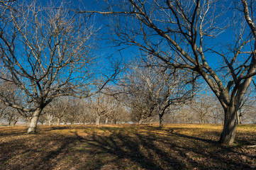 Row of nut plantation in orchard