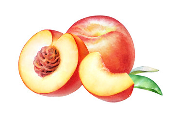 Watercolor realistic botanical illustration of the peach fruits isolated on white background.