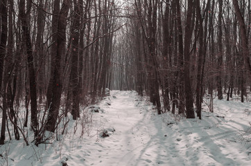 winter forest scenery