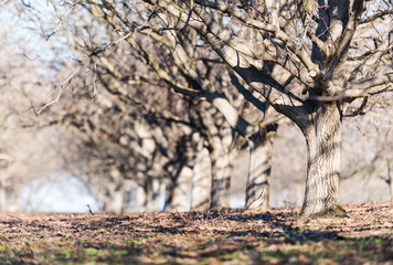 Row of nut plantation in orchard