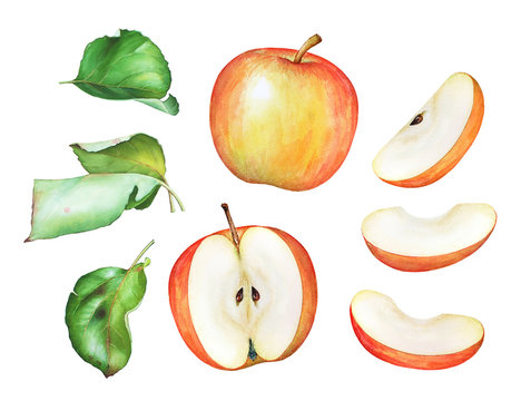 Hand drawn watercolor apples with green leaf isolated on white background.