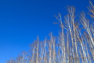 blue sky