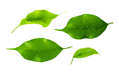 leaf isolated on white