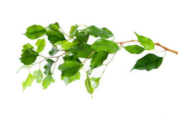 leaf isolated on white