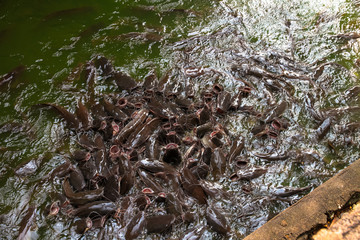 Many catfish are in the pond.