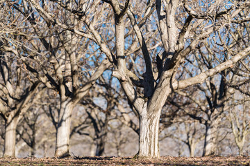 Row of nut plantation in orchard