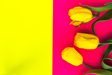 Fototapeta na wymiar beautiful yellow tulips on yellow and pink colorful background with space for text. Spring concept.