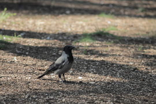 Primo piano di una cornacchia 