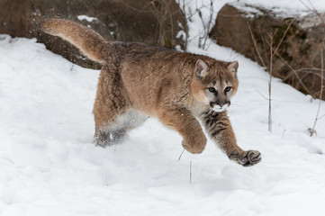 Female Cougar (Puma concolor) Leaps Forward
