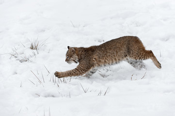 Bobcat (Lynx rufus) Pounces Left