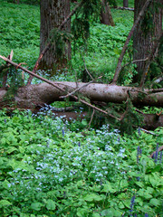 Obraz premium A fallen tree trunk among spring flowers