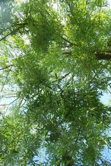 A willow seen from below © E-lona