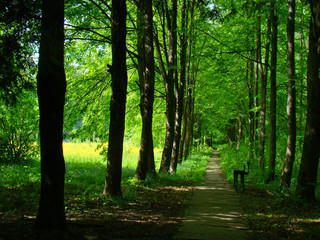 Obraz premium Park alley in spring