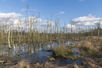 Nature reserve the Wooldse veen in Winterswijk in the Netherlands.