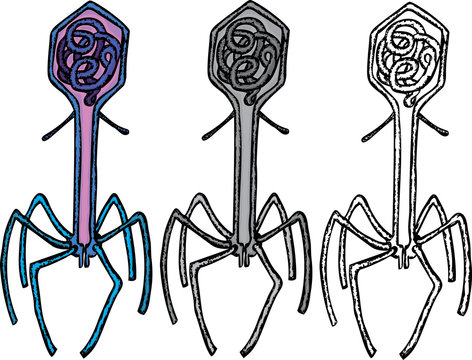 The decorative bacteriophages