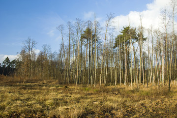 Obraz premium Wild meadow and trees