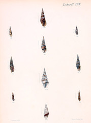 Illustration of shells.
