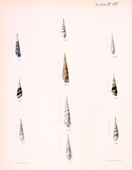 Illustration of shells.