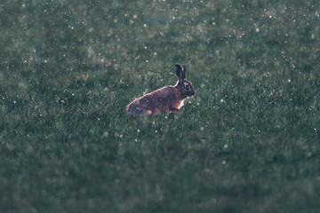 European hare (Lepus europaeus) sitting in field during snowstorm. Backlit by low sunlight.