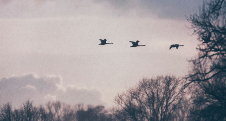 Silhouette of geese flying in the sky during snowstorm.