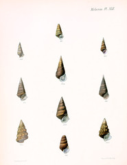 Illustration of shells.