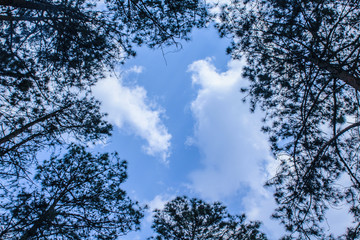 silhouette trees around edge with blue sky and cloud in center for background advertisement