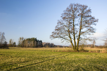 Large tree without leaves on a green meadow
