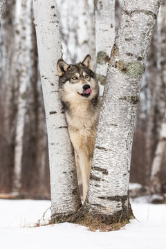 Grey Wolf (Canis lupus) Looks Up and Licks Nose