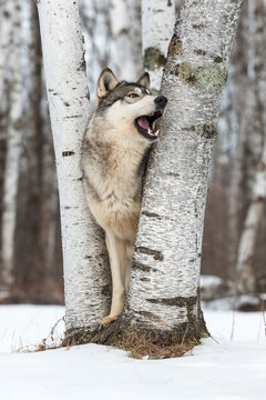 Grey Wolf (Canis lupus) Looks Right Mouth Open