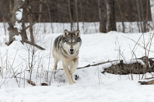 Grey Wolf (Canis lupus) Steps Over Log